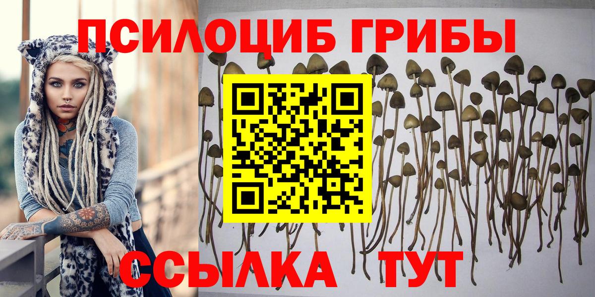 Псилоцибиновые грибы Psilocybine cubensis Кореновск